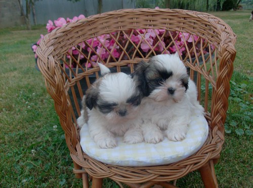 Shih tzu